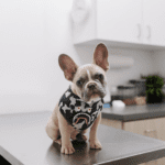 Budget-Friendly Vet Visits: Tips and Tricks for Saving Money on Medical Care for Your Pet