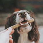 Budget-Friendly Pet Food: Explore tips and tricks for providing high-quality food for your pets without breaking the bank
