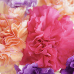 Unique and Meaningful Mother’s Day Traditions to Celebrate Mom
