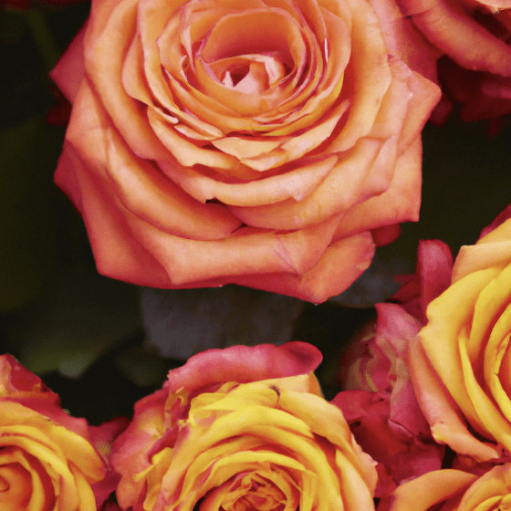 Free Vitamin Hand Soap