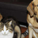 Pamper Your Pet for Free: A Comprehensive Guide to Pet Food Samples, Toys, and Grooming Coupons
