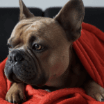 The Ultimate Guide to Snuggling Up with a Weighted Throw Blanket