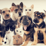 Discover the Ultimate Pet Supplies Plus Near Me: Unleashing the Fun with Pet Supplies Plus!