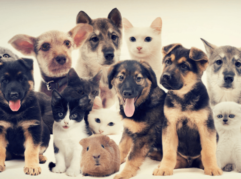 Discover the Ultimate Pet Supplies Plus Near Me: Unleashing the Fun with Pet Supplies Plus!