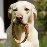Revolutionize Your Dog’s Safety and Style with the Innovative Fi Series 3 Collar