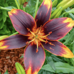 20 Cheap DIY Tips For Gardening On A Budget (Beginner’s Guide)