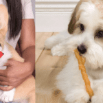 How to Get Free Hartz Dog Treats for Your Pet