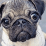 Free Pet Safety Kit: Protecting Your Furry Friend on a Budget