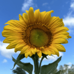 How Flowers Can Improve Your Mental Health