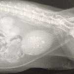 How My Cat Survived Kidney Stones: Tips for Cat Owners