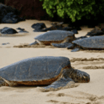 Mark Your Calendars: World Sea Turtle Day