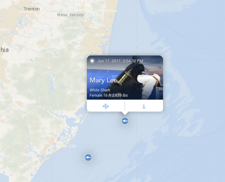 How OCEARCH is Revolutionizing Our Understanding of Sharks and Their Role in Ocean Conservation