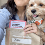 How to Request IFAW’s Free Pet Disaster Starter Kit