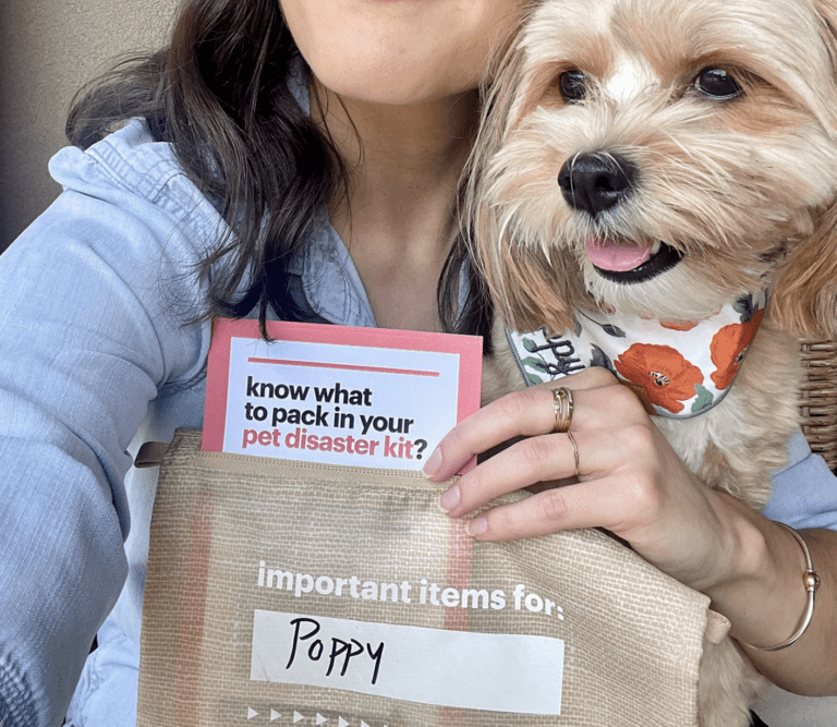 How to Request IFAW’s Free Pet Disaster Starter Kit