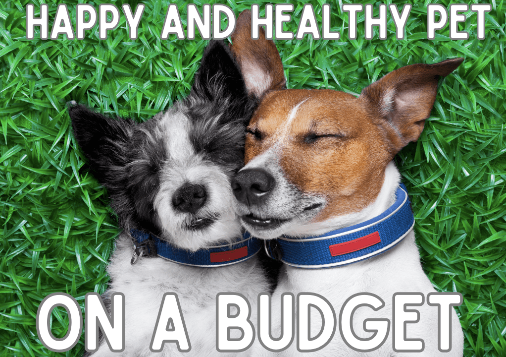 pet care on a budget