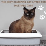 Why ARM & HAMMER Clumping Cat Litter is the Best for Multiple Cats