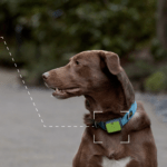 FREE Whistle AI-powered Dog Monitor for Tracking Pets’ Health and Behavior
