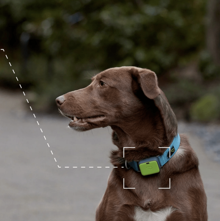 FREE Whistle AI-powered Dog Monitor for Tracking Pets’ Health and Behavior