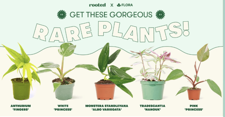 Shark Tank Flora Giveaway – $1500 Worth of Green Treasure!