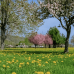 Balsam Hill’s 12 Days of Spring Giveaway: Refresh Your Home with Beautiful Decor