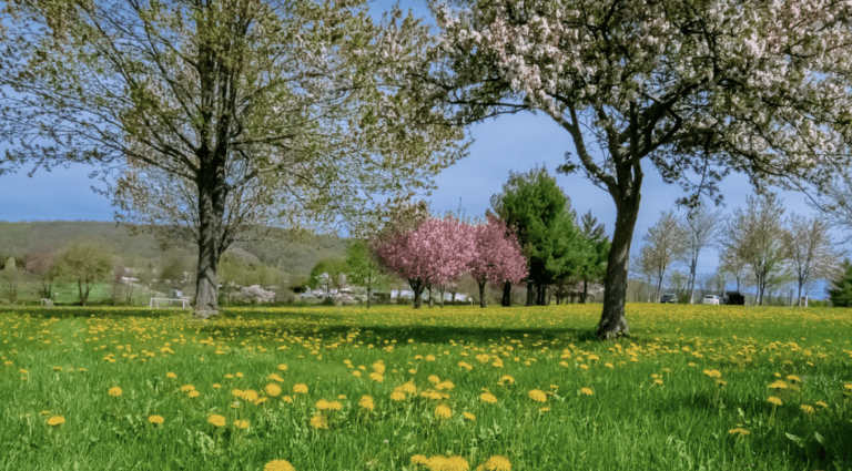 Balsam Hill’s 12 Days of Spring Giveaway: Refresh Your Home with Beautiful Decor