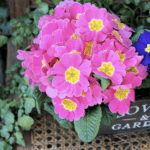 Free Plants at Lowe’s! Score Your Flowering Pint on May 11th or 12th