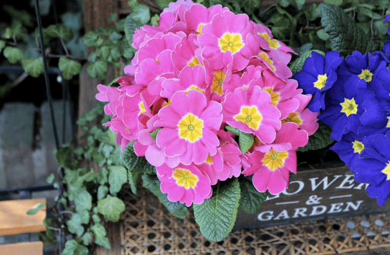 Free Plants at Lowe’s! Score Your Flowering Pint on May 11th or 12th