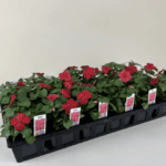 Beacon Impatiens Plant Giveaway: Transform Your Garden This Spring!