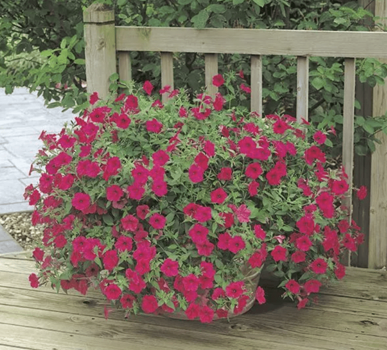 Win Big with the 2024 Cool Off With Cool Wave Pansy Fall Giveaway!