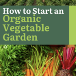 How to Start an Organic Vegetable Garden (Without Killing Your Budget)