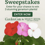 Want Free Geranium Plants Delivered to Your Door? Here’s Your Chance