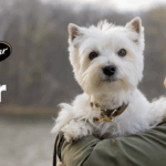 Win a Pet-Friendly Vacation in the 2025 Cesar Sweepstakes (Over $14,000 in Prizes!)