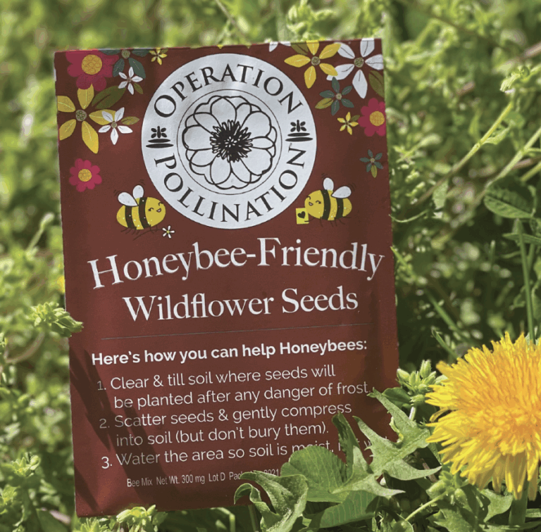 Help Save the Bees for Free: How to Get Your Wildflower Seed Packet