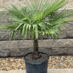 Bubba’s 33 Tree Giveaway 2025 – Win a Free One-Gallon Tree
