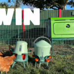 Omlet Is Giving Away a Dream Eglu Pro Chicken Coop — Enter to Win!