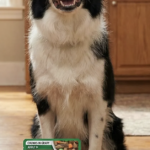 Request a FREE Sample: NEW IAMS™ PROACTIVE HEALTH™ Wet Pouch Dog Food